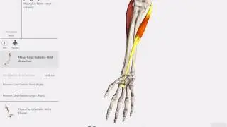 WMU Ergonomics Muscles Animation
