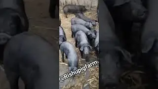 #large black pigs in my #pig farm pig farming business is very important for my life @pig farming
