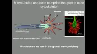 M Gujar: UNC-33/CRMP inhibits growth cone protrusion in axon repulsion from UNC-6/netrin.