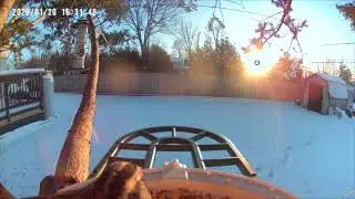 Bird Cam in the Snow w/Cardinals and Golden Crowned Kinglet