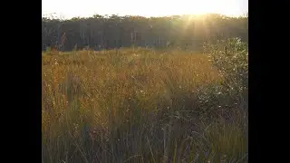 New South Wales, Mid North Coast swamp sounds