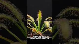 好望角毛氈苔 Drosera capensis 'Broad Leaf'