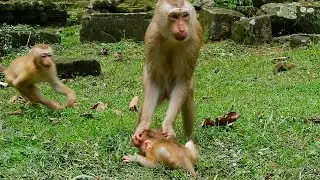 Adorable monkey LYNX &mom