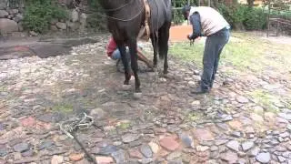 Experimenta: Dancing horse