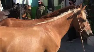 Sábado 26 de marzo  900 dólares era el precio de este macho en san Rafael cedros