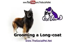 Grooming a Long-coated Dog Breed