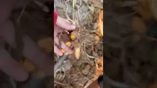 Turmeric harvesting #farming #shortvideo #foryou