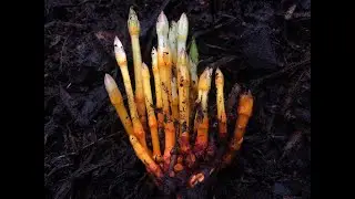 Madder Root - how to grow with Michael 