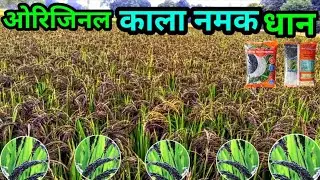 Black Salt Paddy Seed / Kala Namak Dhan Variety / Kala Namak Dhan Beej / Kala Namak Dhan 