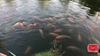 Primitive Fish in Vat Luong| Primitive Animals Team