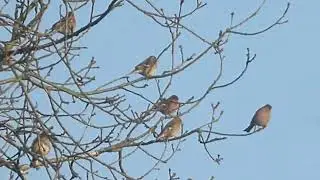 Many Finches  (Flying) in Tree