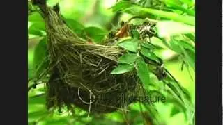 Mosquito sucks blood from a baby bird (Japanese white-eye)