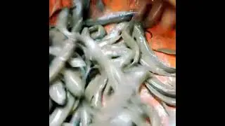 lepta fish video #leptafish #youtube #viral #shortsvideo Afsana kitchen 33