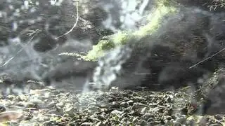 Moapa Dace
