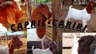 Meu cabrito Boer P.O!!!! Ra&ccedil;a boer