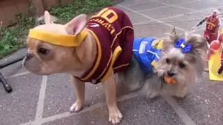 Doggy Dunks by Misa Minnie