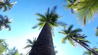 Playa Paraiso Guerrero Ekological Reggae 2018