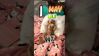 99% #shorts #animal #funny #cute #dog #cavapoo #cutedog #scarletcavapoo #capcut #like #subscribe