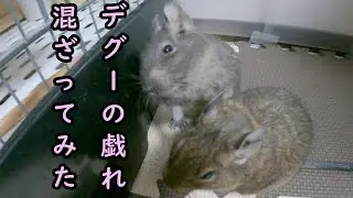 【デグー】モフモフに混ざりたい