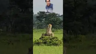 The female cheetah is worried about her children|