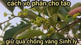 Điều cần biết khí sử dụng phân thuốc cho táo giữ quả chống vàng quả đen quả