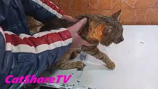 Не Кушает И Не Пьёт Воду — Тишке Хуже / Not Eating Or Drinking — Tishka Is Unwell 🔥