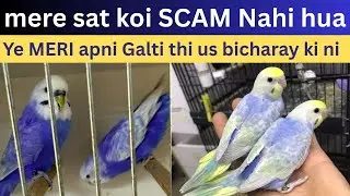 Mere sat koi SCAM Nahi hua ye MERI apni Galti thi | Rainbow Budgies 