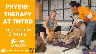 Physiotherapy For Dogs At TMTRD With Chelsea Cauwenbergh