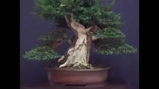 tasso baccata