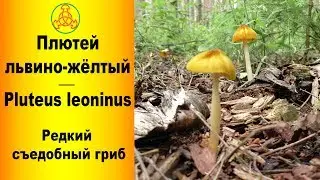 Редкий съедобный гриб - Плютей львино-жёлтый Pluteus leoninus