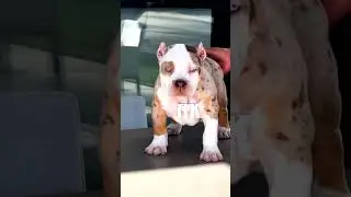 Esse &eacute; perfeito #pitmonster #bullyxl #brasil #pitbull #youtubeshorts #dogs #canil #cachorro #monstro