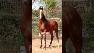 Marwari colt For sale +91 62398 65126#horse #punjabi #horselover #marwarihorse #horseriding #marwadi