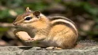 Minecraft Song (Minecraft Everyday!) by Ceps (Chipmunk Version)