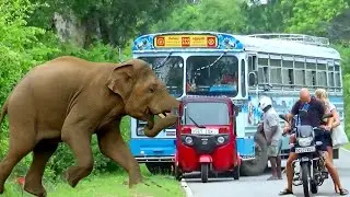 What Happen Next? ( Wild Elephant Attack ) ماذا يحدث بعد ذلك (هجومالفيل البري)