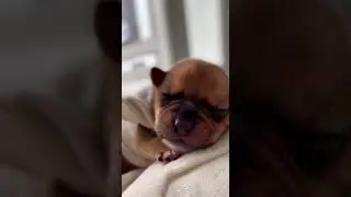 Shhh... 💤 This Baby Puppy is Sleeping So Cutely! #Shorts #CutePuppy #shorts