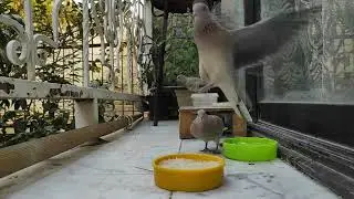 I Feed Hundreds of Hungry Birds Every Day in Winter So They Survive | Emotional Winter Bird Rescue