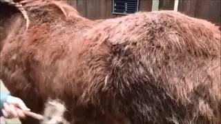 Pferd putzen Teil 4 - Pferd im Fellwechsel mit Isl&auml;nderstriegel und Staubsauger putzen