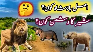 Top Animals That Can Kill a Lion | Hairat Angaiz Haqeeqat! 😱