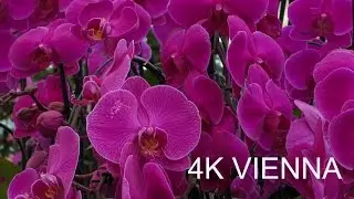Flowers Presentations From Vienna - 4K - UHD