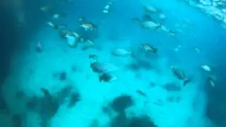 Chumming the reef