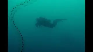 Salpida