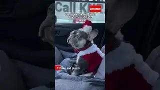 Unbelievable Smart Dogs - You Won't Believe Their Tricks!