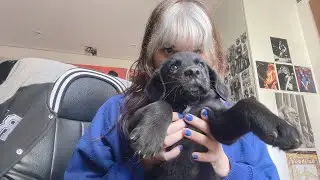 We adopted a puppy! 