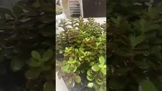 Mealy bug treatment for succulents