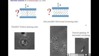 Dynamic states of swimming bacteria in a nematic liquid crystal cell with homeotropic alignment