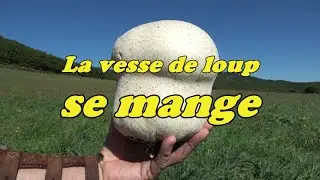La vesse de loup se mange