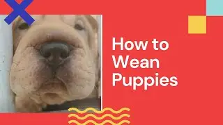 How to wean puppies