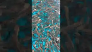 Малек форели ✨