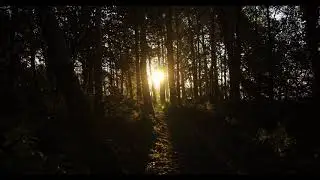 Sunshine In The Woods
