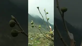 The Beautiful Tree Of The Fig | Injjir Ka darkht| Fruit Of Fig #injeer #fruit #jannat #nature